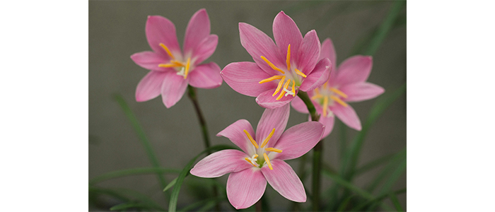 Zephyranthes